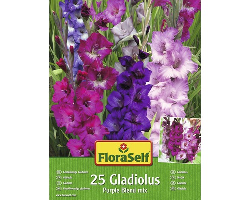 Blomsterlökar FLORASELF Gladioler Purple Blend 25st