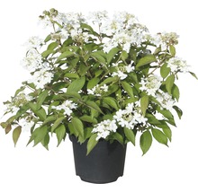 Snöbollsbuske i kruka med vita blommor och gröna blad.