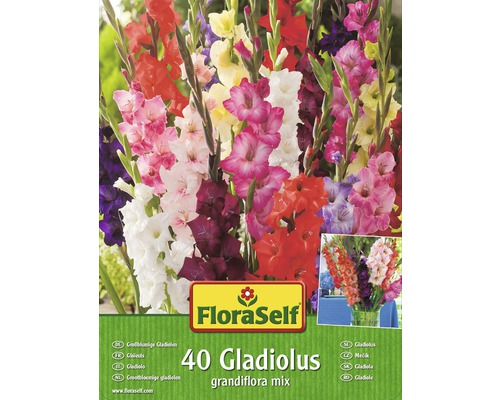 Blomsterlökar FLORASELF Gladiolus Grandiflora mix 40st