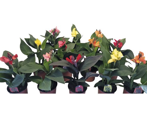 Blommande Canna-växter i krukor