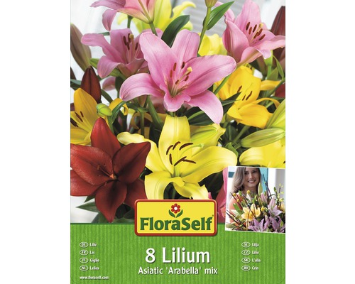 Blomsterlökar FLORASELF Lilja Arabella mix 8st