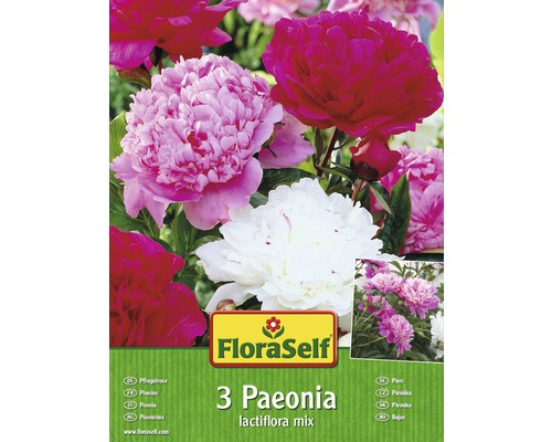 Blomsterlökar FLORASELF Pioner/Paeonia mix 3st