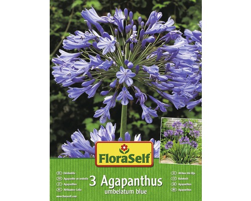 Blomsterlökar FLORASELF Agapanthus/Afrikas blå lilja 3st