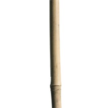 Tonkinstav bambukäpp 180cm ca Ø12/14mm natur-thumb-0