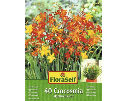 Blomsterlökar FLORASELF Montbretia/Crocosmia mix 40st