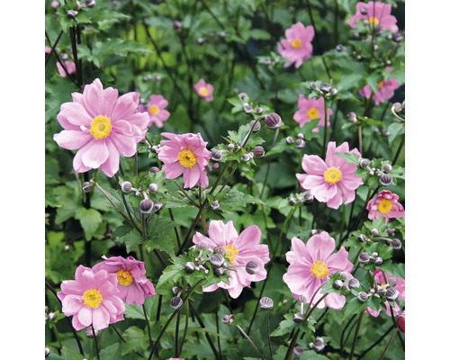 Grupp av rosa höstanemoner med gröna blad