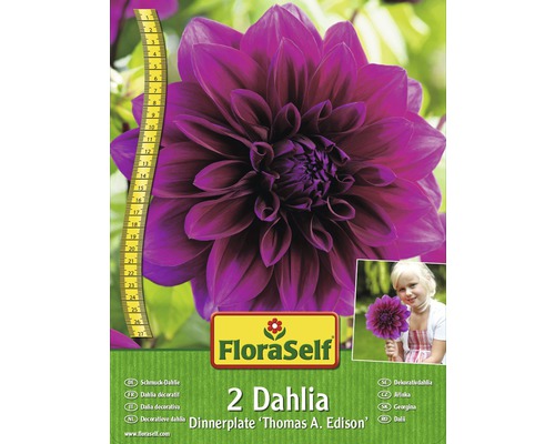 Blomsterlökar FLORASELF Dahlia Thomas Edison 2st