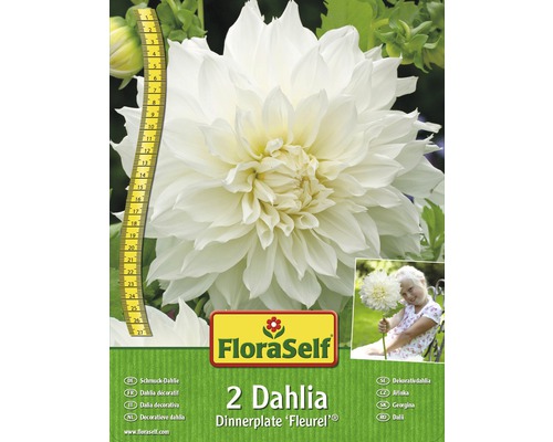 Blomsterlökar FLORASELF Dahlia Fleurel 2st