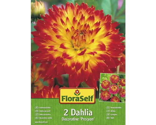 Blomsterlökar FLORASELF Dahlia Procyon 2st