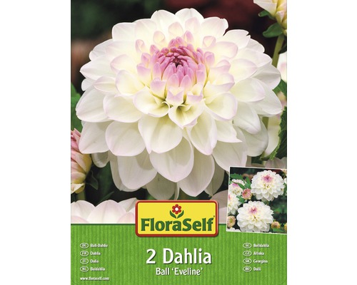 Blomsterlökar FLORASELF Dahlia Eveline 2st