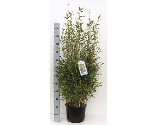 Bambu i kruka med höjdmätare för att visa storlek.