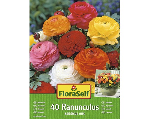 Blomsterlökar FLORASELF Smörblomma/ranunculus-mix 40st