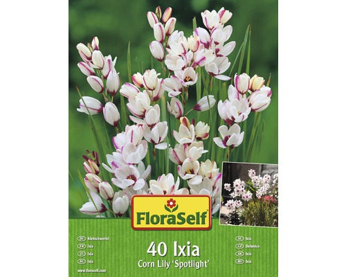 Blomsterlökar FLORASELF Ixia Spotlight 40st