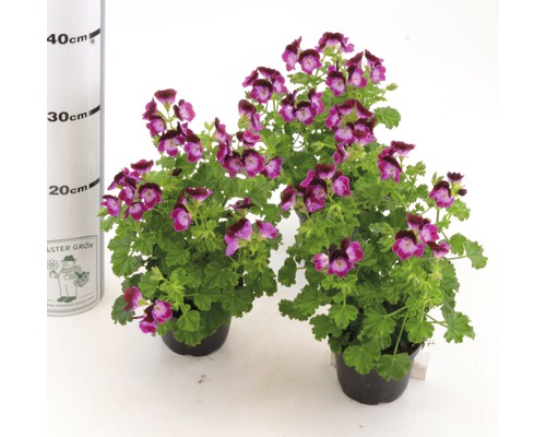 Två krukväxter med lila blommor.