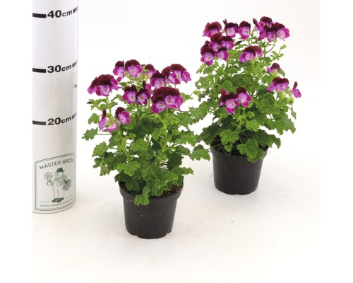 Två pelargoner i krukor med mörkrosa och violetta blommor