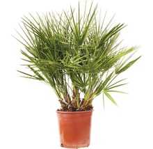 Hampa palm i planteringskärl