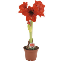 Amaryllis i kruka med röda blommor
