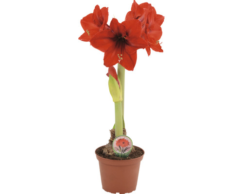 Amaryllis i kruka med röda blommor