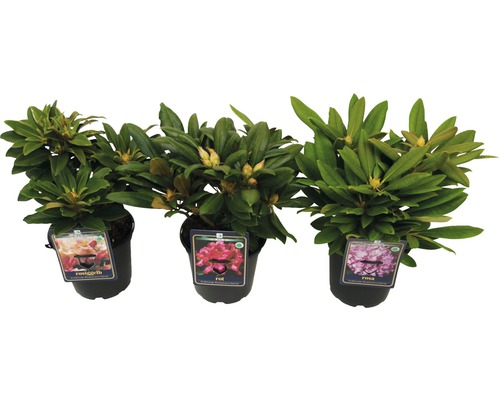 Tre rhododendronplantor i krukor med blommor i gulrosa, rött och rosa