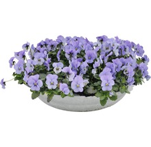 Blå prydnadskruka med violer