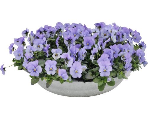 Blå prydnadskruka med violer