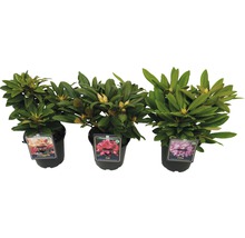 Tre rhododendronplantor i krukor med blomknoppar