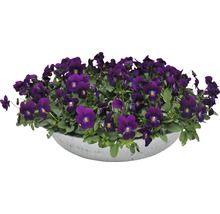 Violett pensé i en kruka