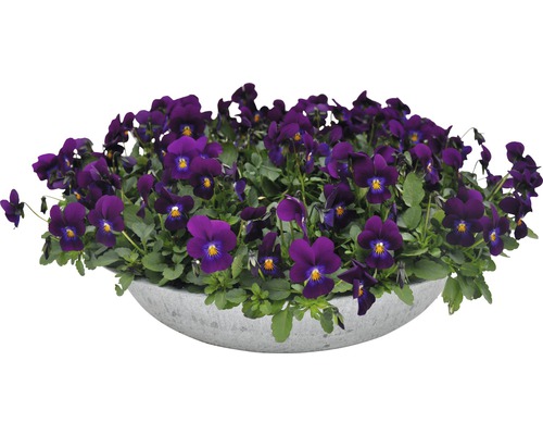 Violett pensé i en kruka