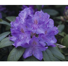 Närbild av en rhododendronblomma med blad