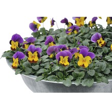 Hornvioler i en kruka