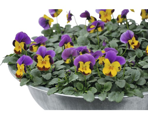 Hornvioler i en kruka