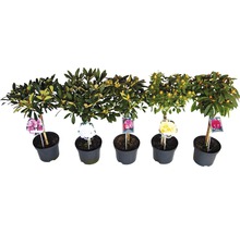 Storblommig alpros stam FLORASELF Rhododendron Hybride sorterad 50-80cm co 7,5L-thumb-3
