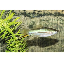 Akvariefisk Svärdbärare grön 4-5cm