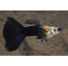 Guppy med mörk stjärt för akvariet