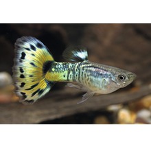 Akvariefisk Guppy King Cobra grön 3-4,5cm