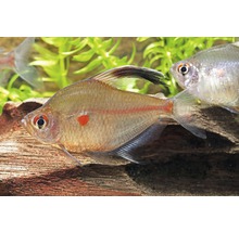 Blodfenstetra i akvarium
