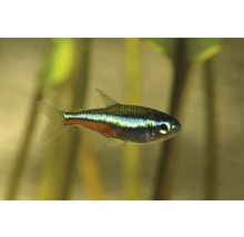 Akvariefisk Neontetra grön vildfångad