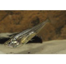 Glasmal i akvarium