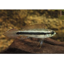 Akvariefisk Flaggciklid Festivus vildfångad 4-6cm