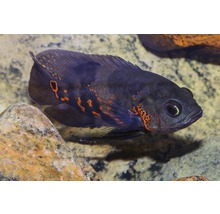 Akvariefisk Påfågelciklid tigerbandad