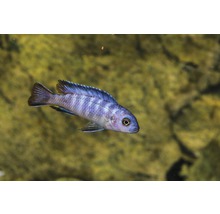 Blå Malawi cichlid i akvarium