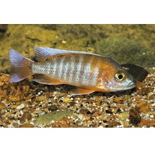 Akvariefisk Aul Eureka 4-6cm