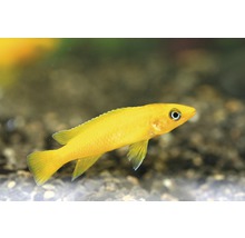 Akvariefisk Apelsinciklid 4-6cm