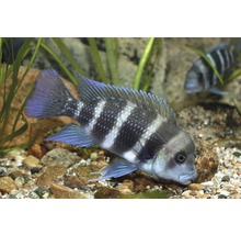 Blå Malawi ciklider i akvarium med grusbotten