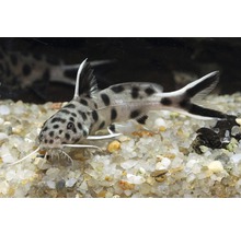 Synodontis mal med prickigt mönster i akvarium