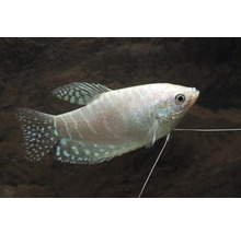 Akvariefisk Platinagurami 4-6cm