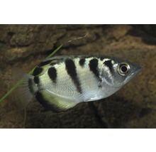 Skyttfisk med distinkta ränder i akvarium