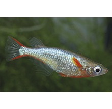 Stillahavsblåöga fisk för akvarier