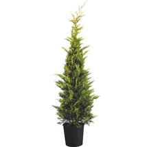 Cypress i kruka