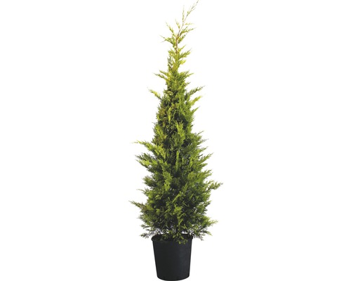 Gul Leylandcypress FLORASELF Cupressocyparis leylandii 'Gold Rider' 150-170cm Co 15L